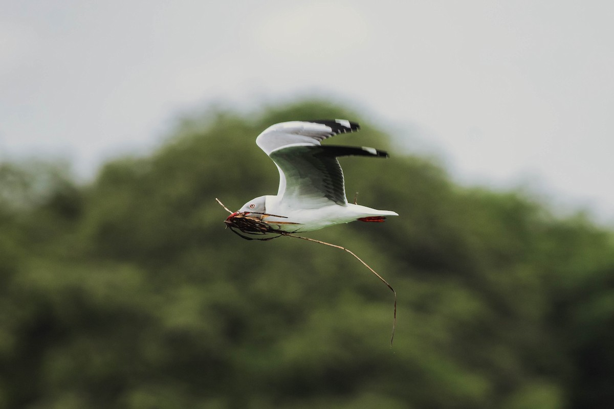 Mouette à tête grise - ML614303395