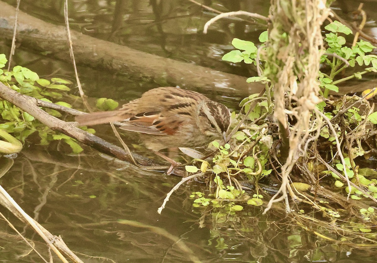 Swamp Sparrow - ML614303410