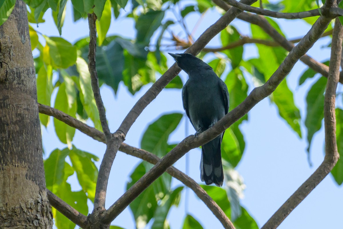 Papuan Cicadabird - ML614303442