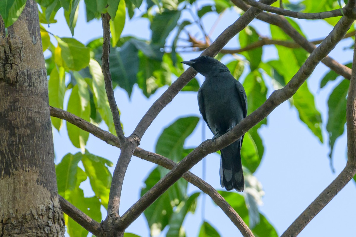Papuan Cicadabird - ML614303443