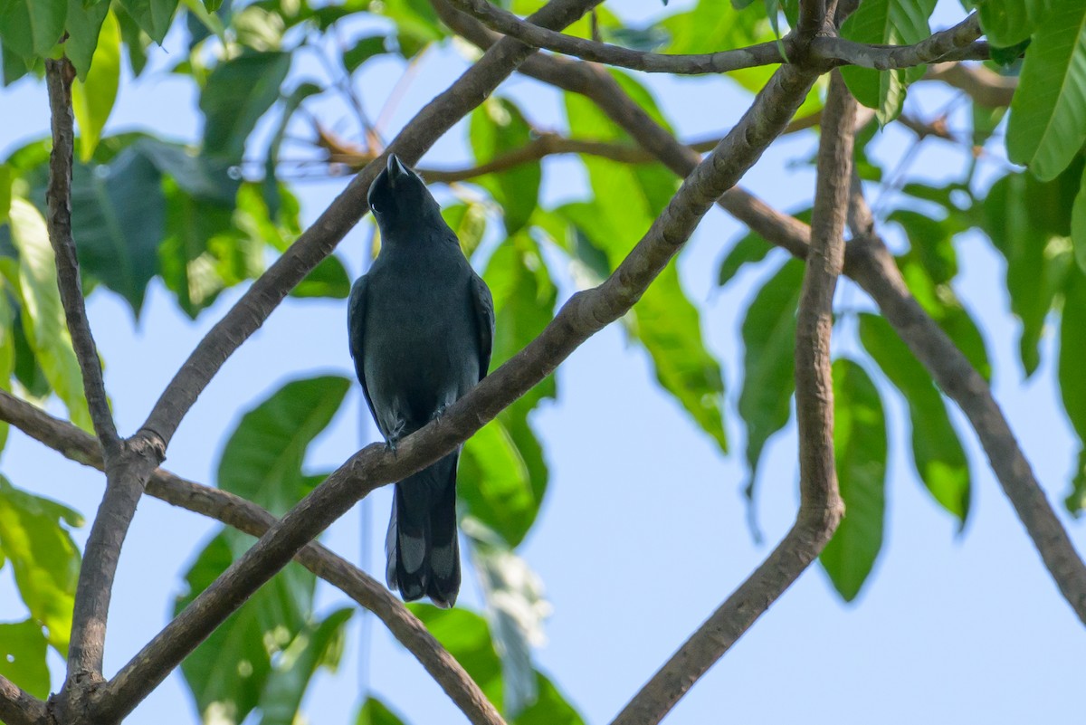 Papuan Cicadabird - ML614303449
