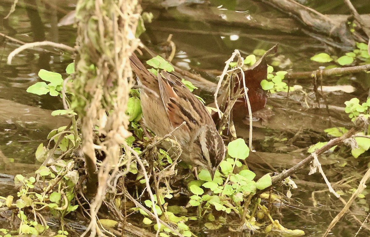 Swamp Sparrow - ML614303452