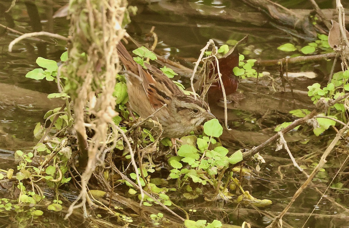 Swamp Sparrow - ML614303463