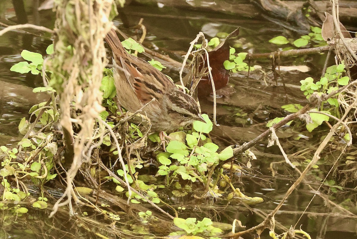 Swamp Sparrow - ML614303497