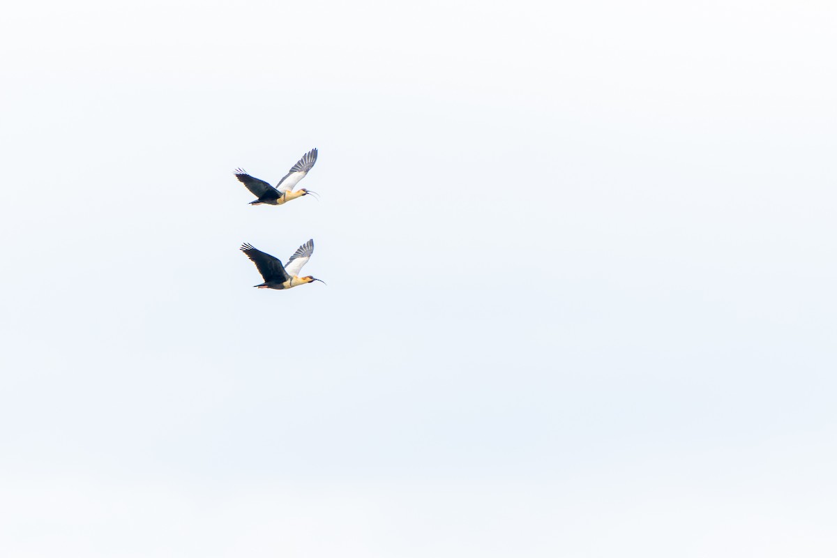ibis laločnatý - ML614303500
