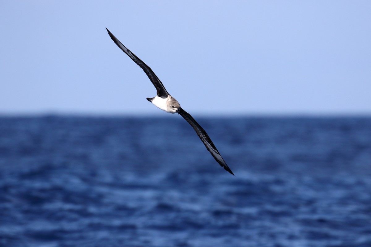 Herald Petrel - ML614303519