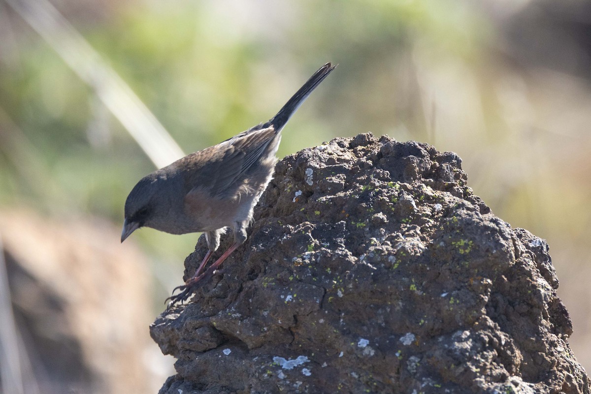 Guadalupe Junco - Eric VanderWerf