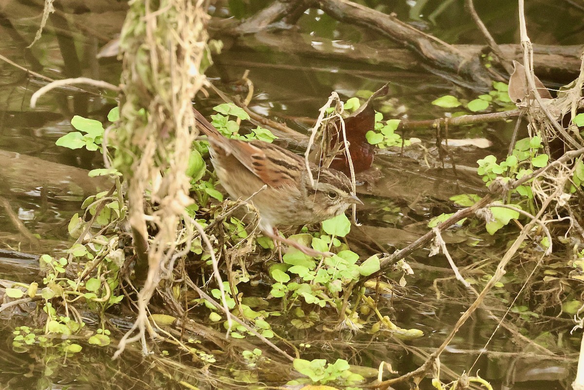 Swamp Sparrow - ML614303534