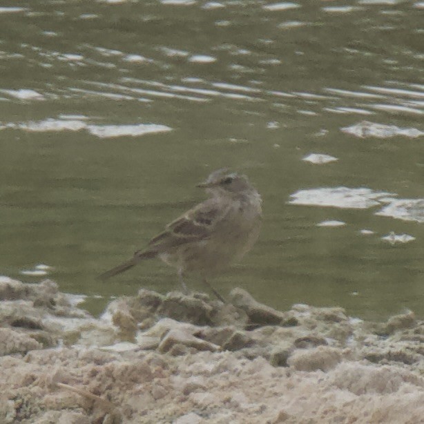 Water Pipit - ML614303556