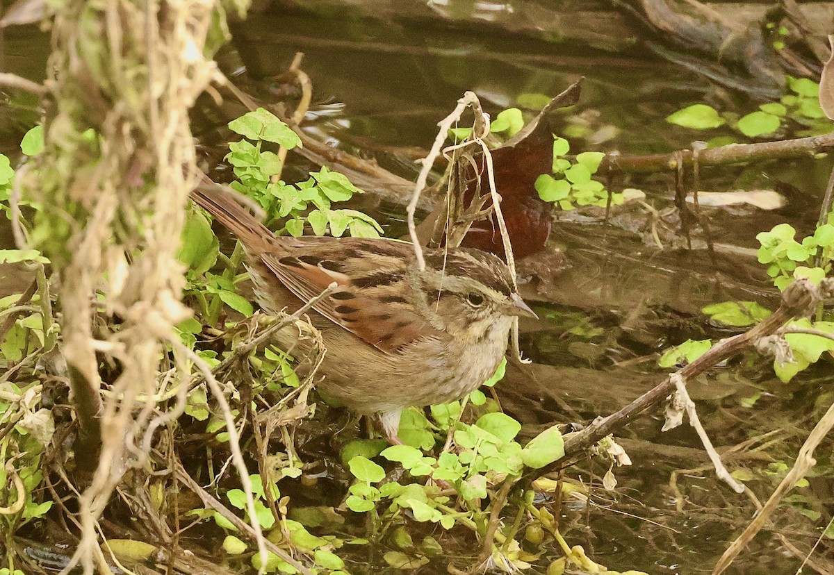 Swamp Sparrow - ML614303567