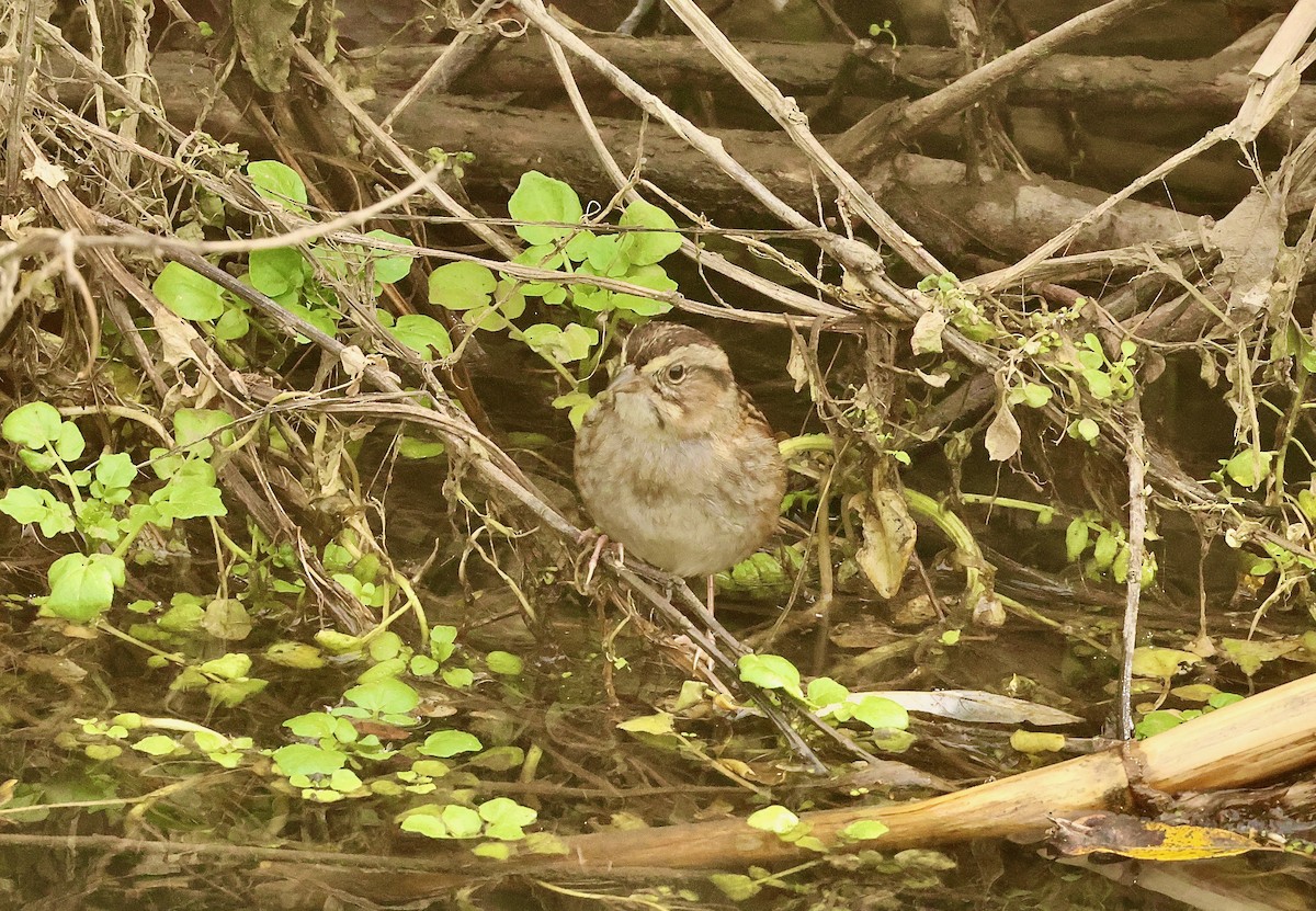 Swamp Sparrow - ML614303614