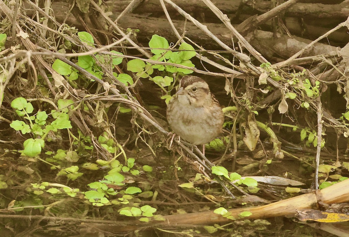 Swamp Sparrow - ML614303638