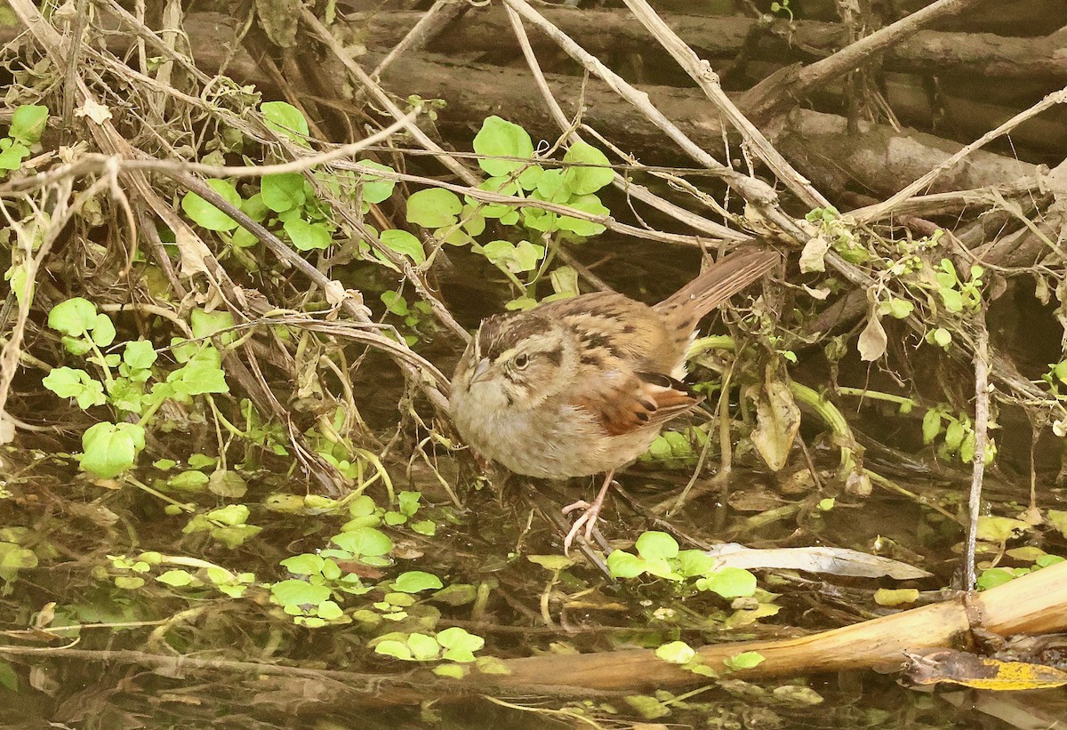 Swamp Sparrow - ML614303643