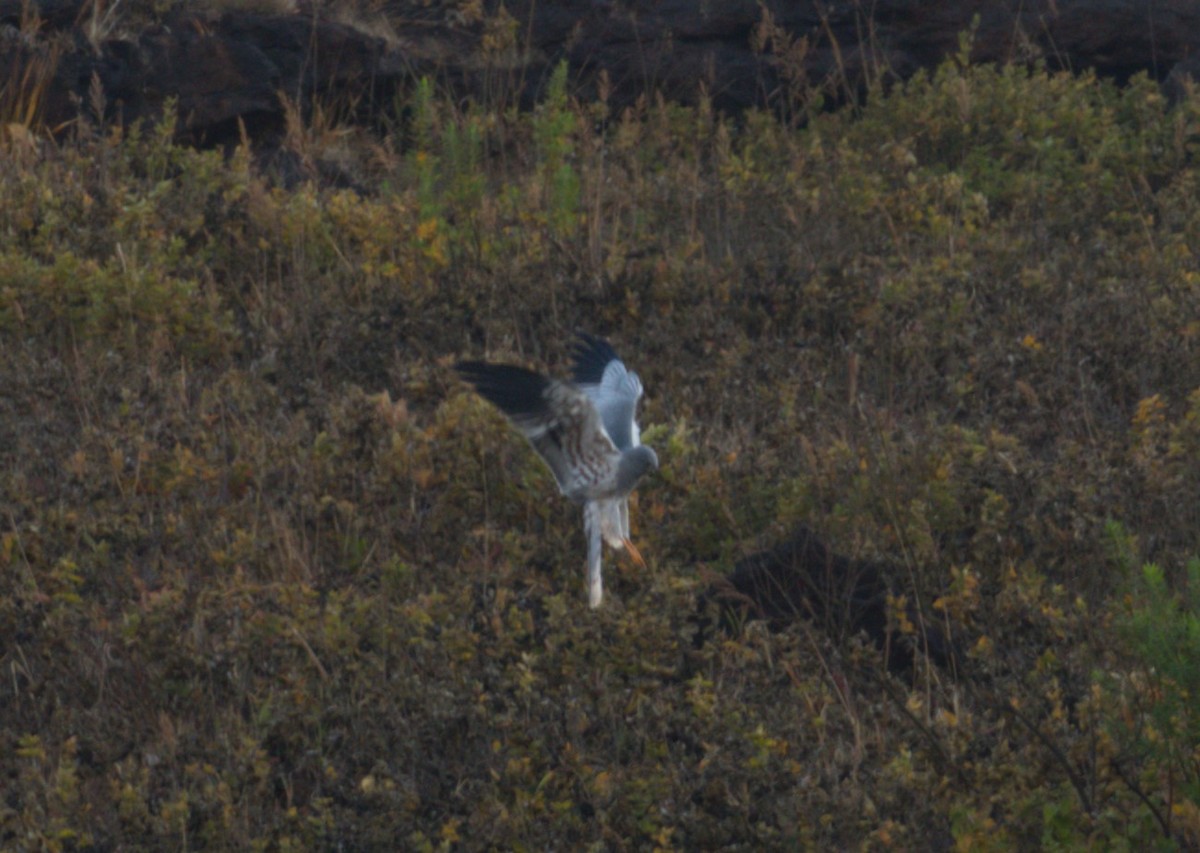 Wiesenweihe - ML614303652