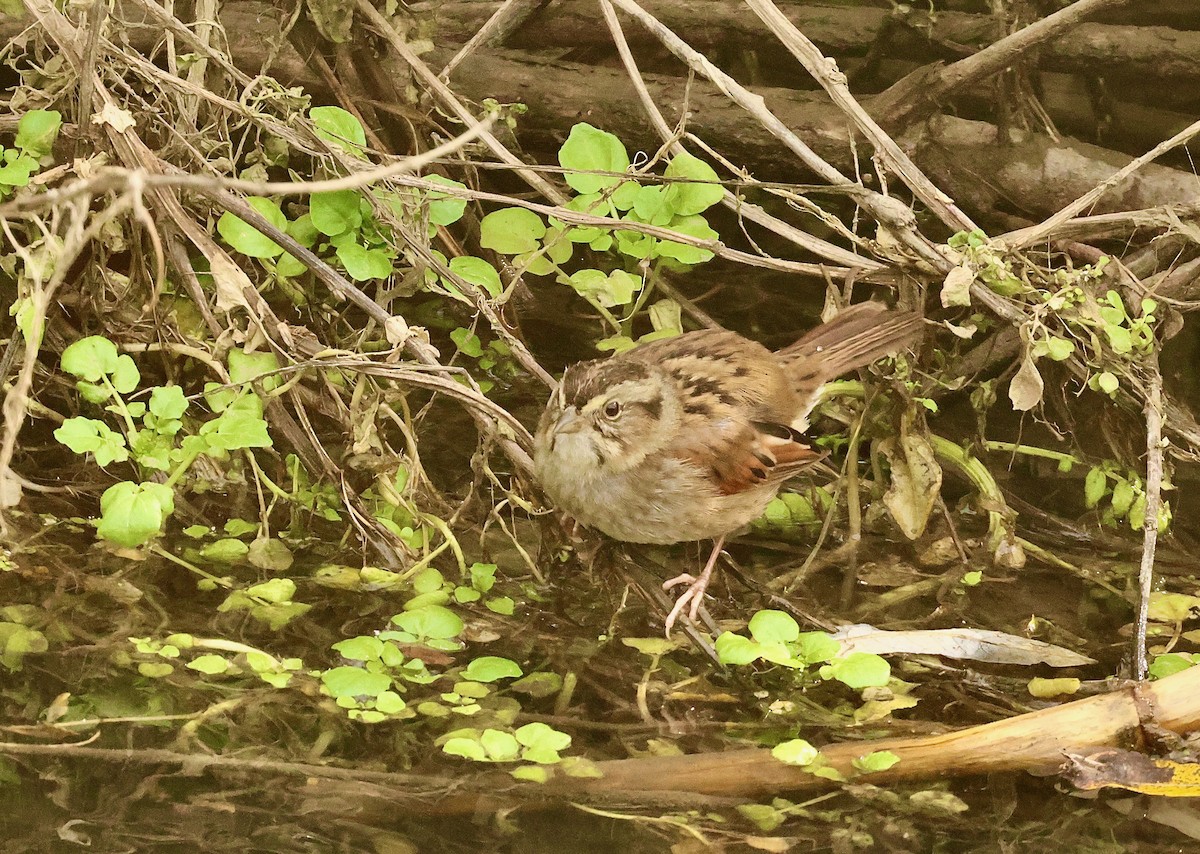 Swamp Sparrow - ML614303660