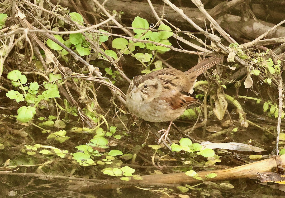 Swamp Sparrow - ML614303667