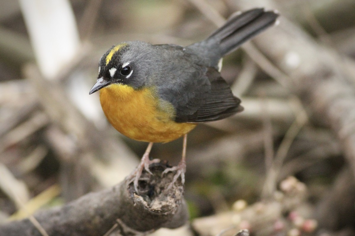 Fan-tailed Warbler - ML614303687