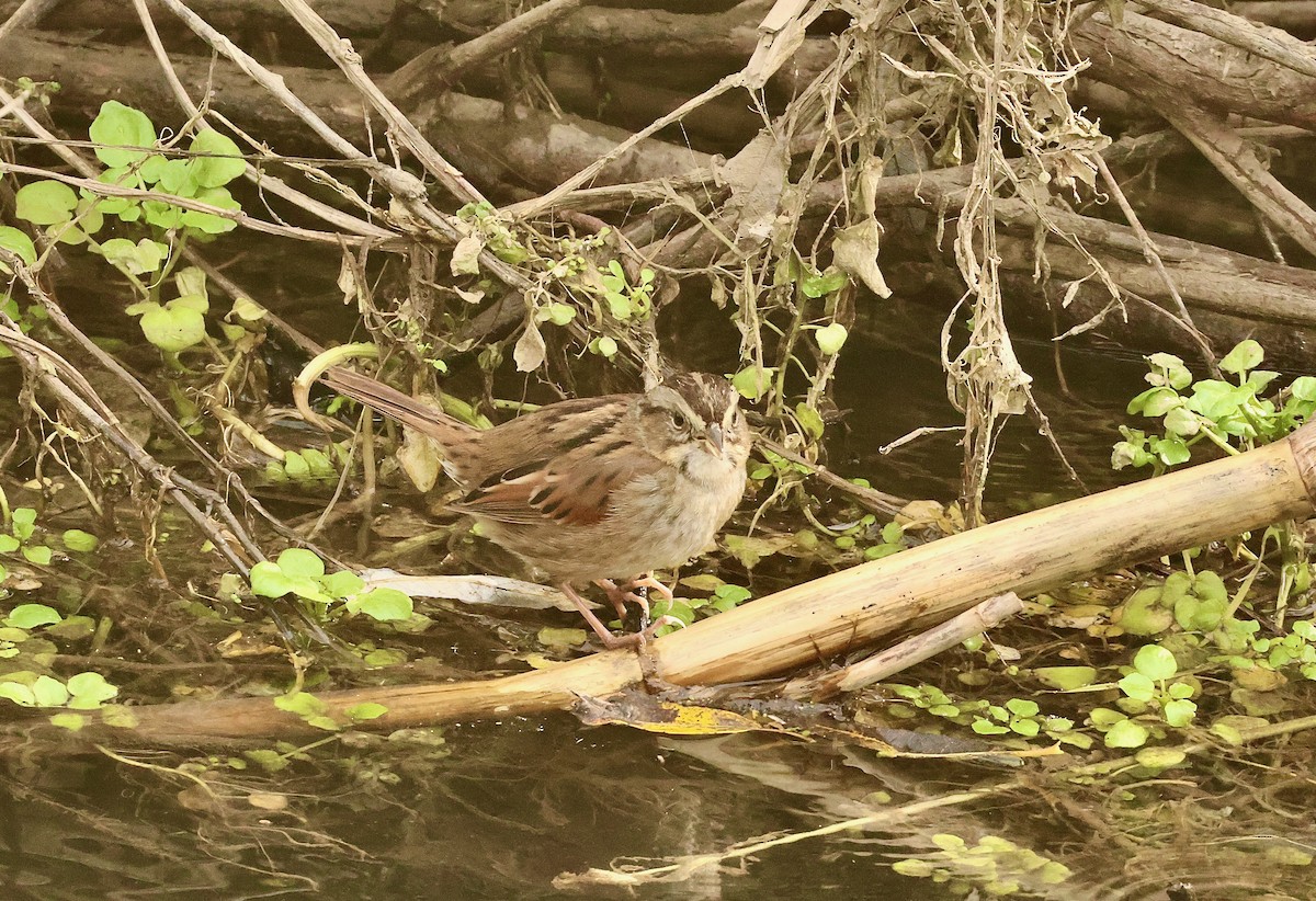 Swamp Sparrow - ML614303688