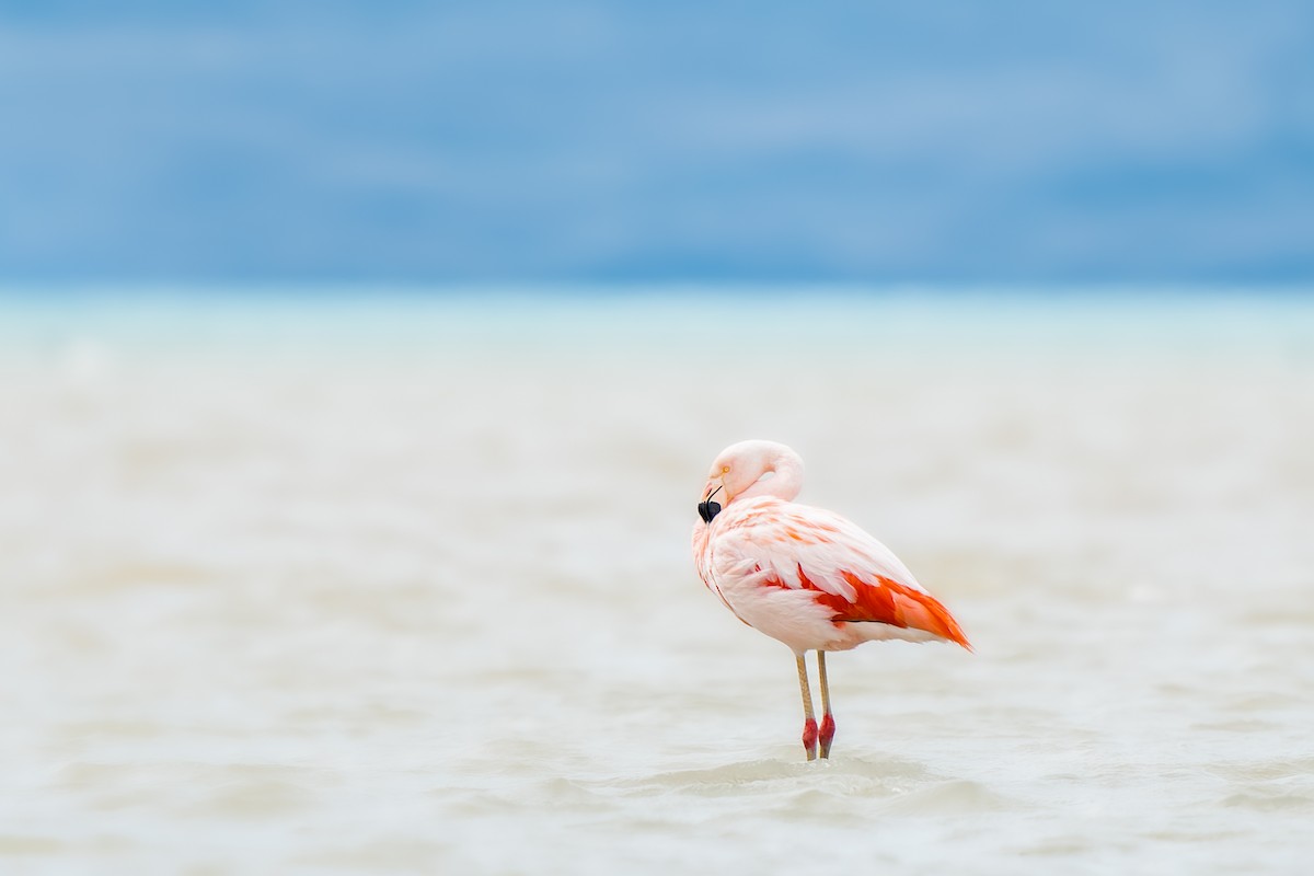 Chilean Flamingo - Tyler Wenzel