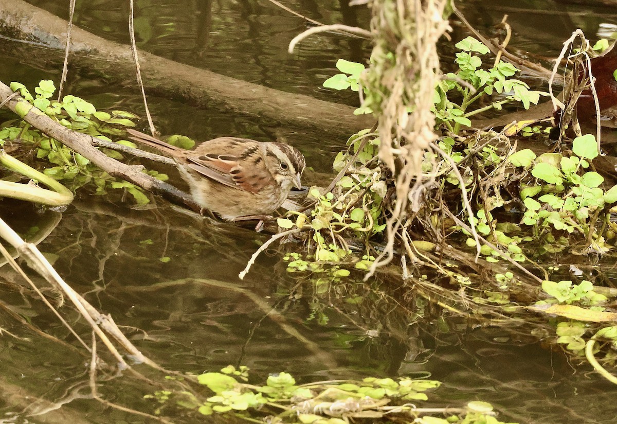 Swamp Sparrow - ML614303709