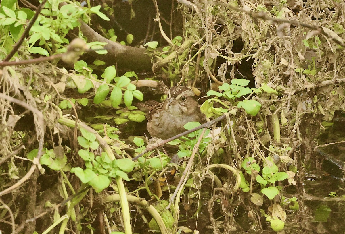 Swamp Sparrow - ML614303772