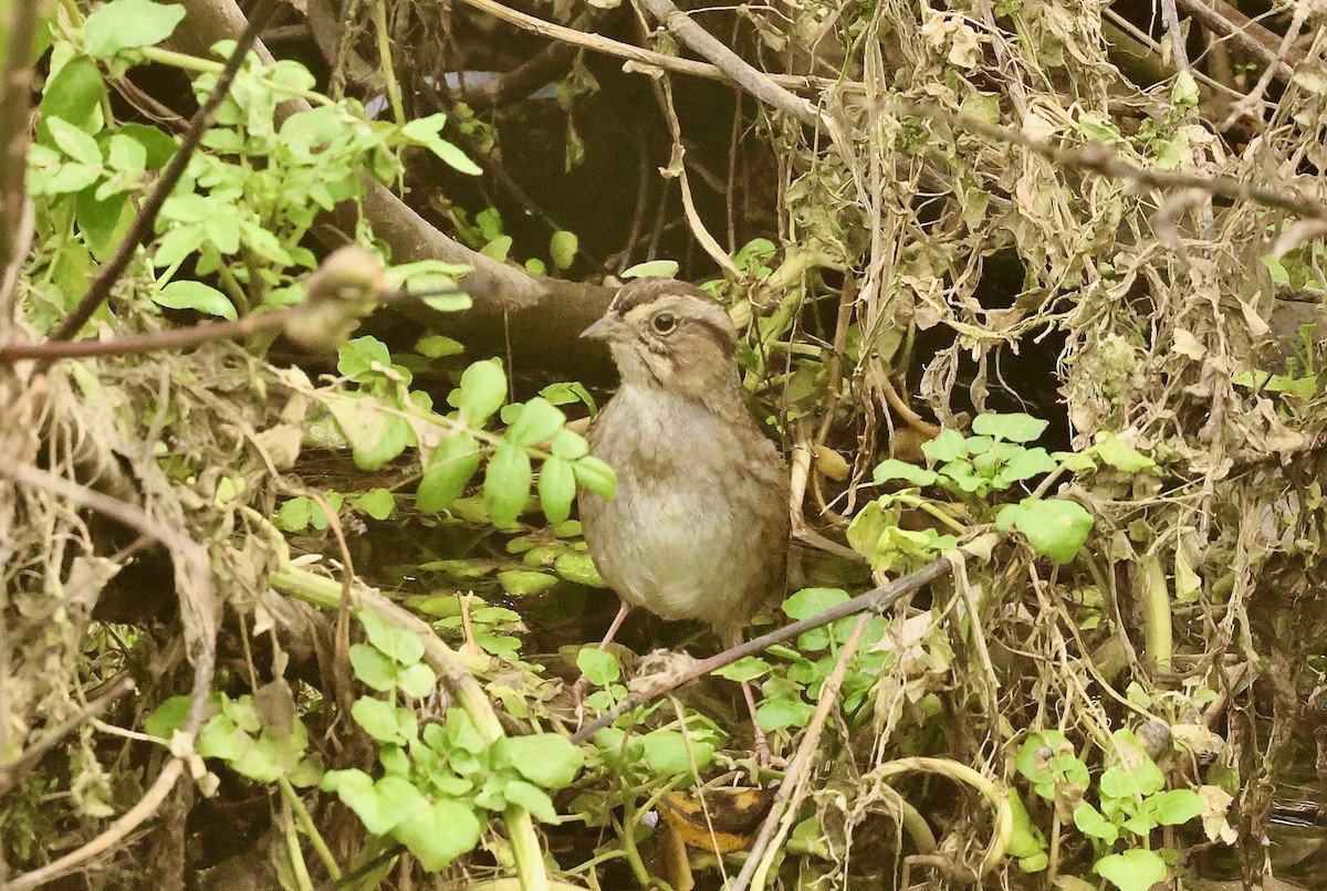 Swamp Sparrow - Kevin Zimmer