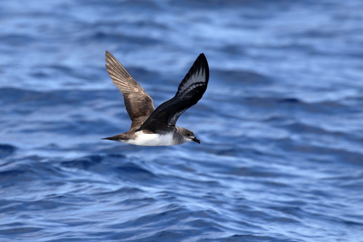 Herald Petrel - ML614303827