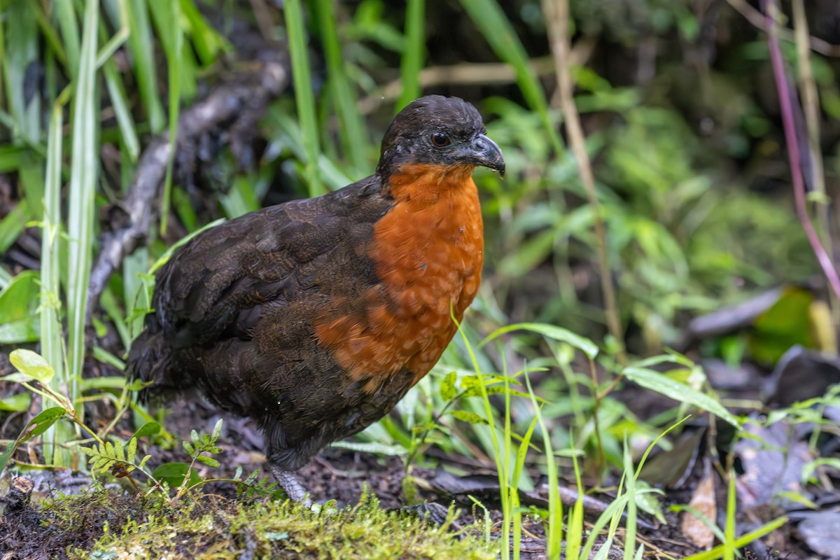 Dark-backed Wood-Quail - ML614303929