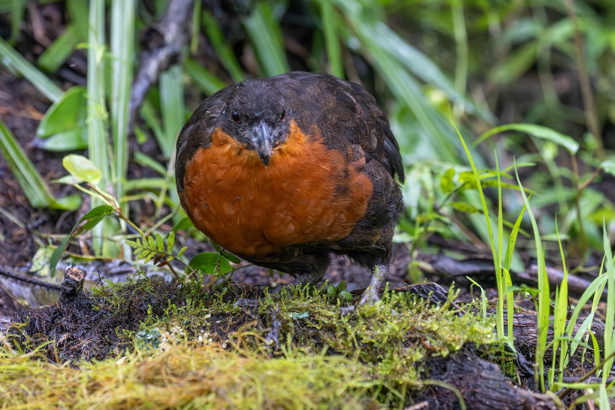 Dark-backed Wood-Quail - ML614303931