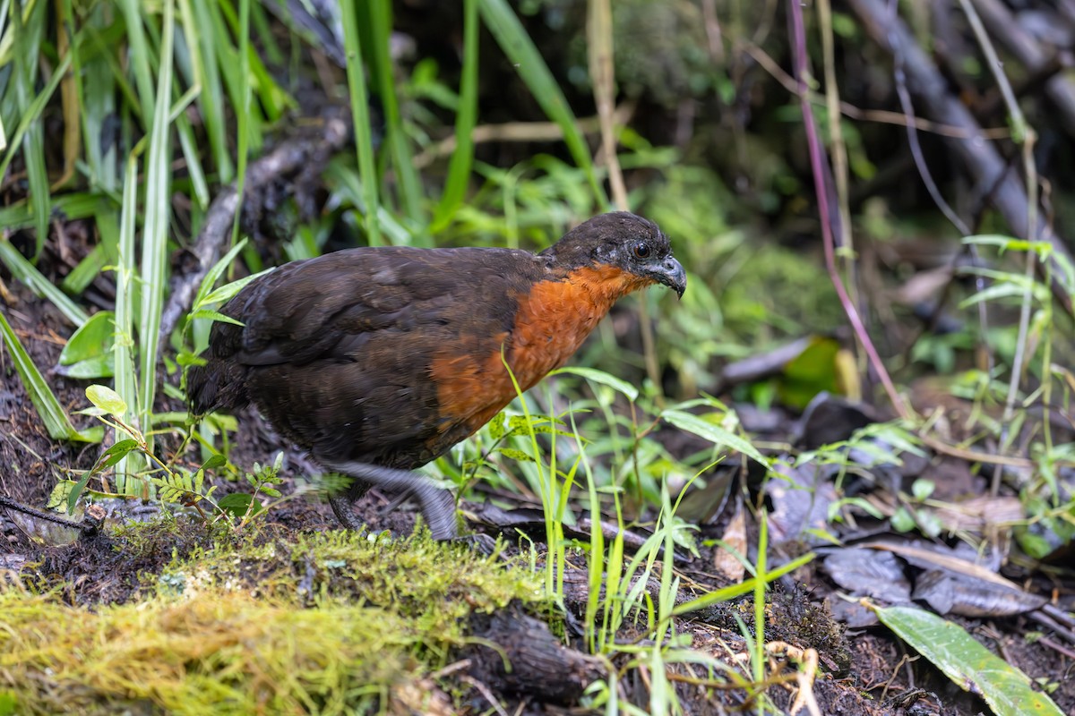 Dark-backed Wood-Quail - ML614303934