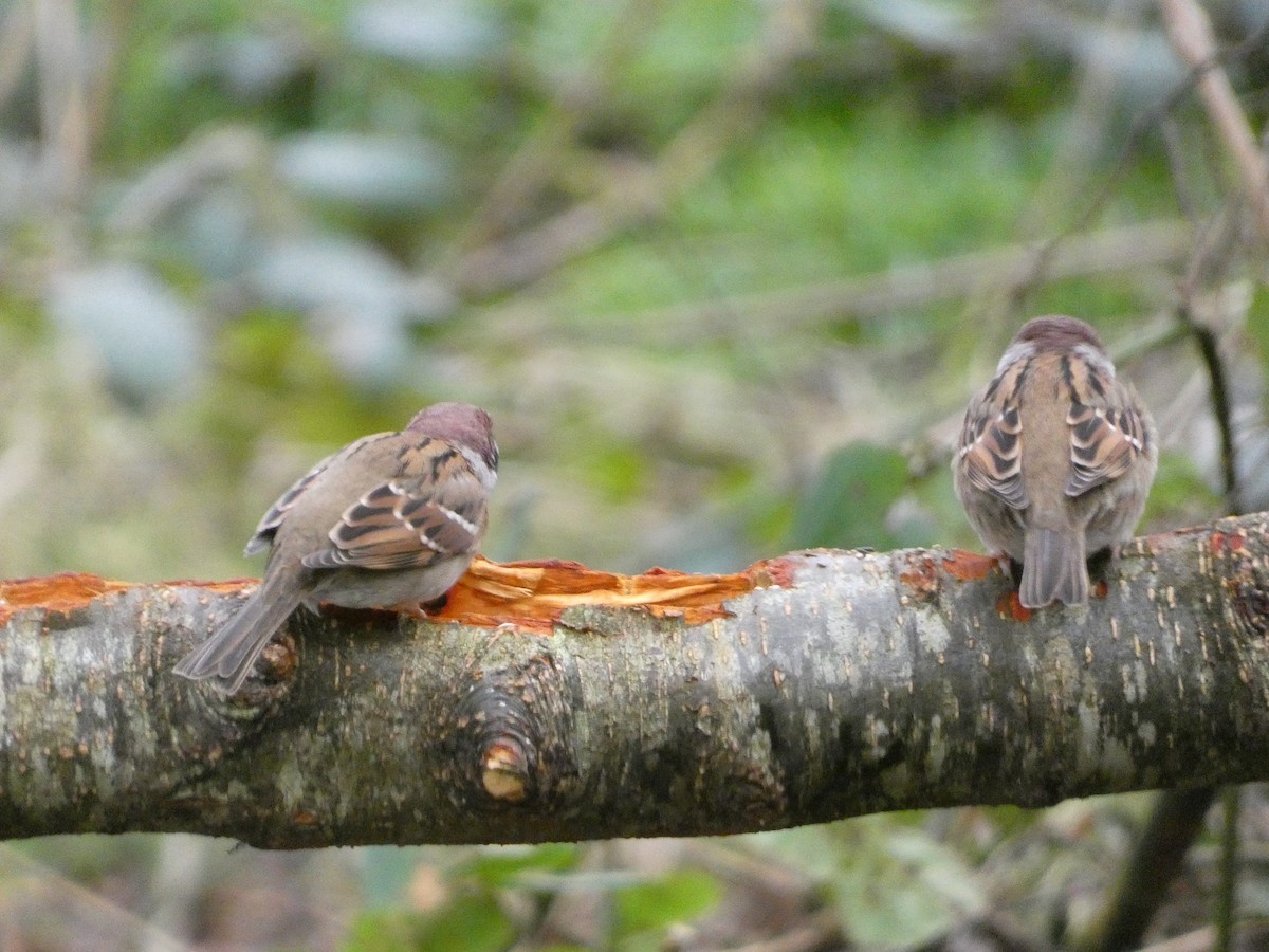 Eurasian Tree Sparrow - ML614303937