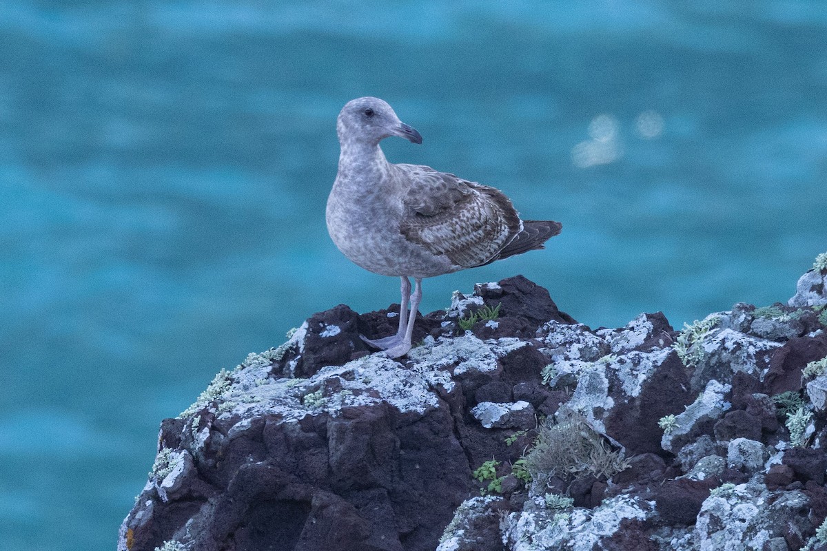 Western Gull - ML614303944