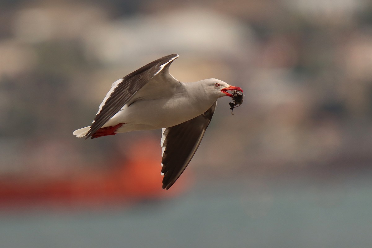 Dolphin Gull - ML614304184