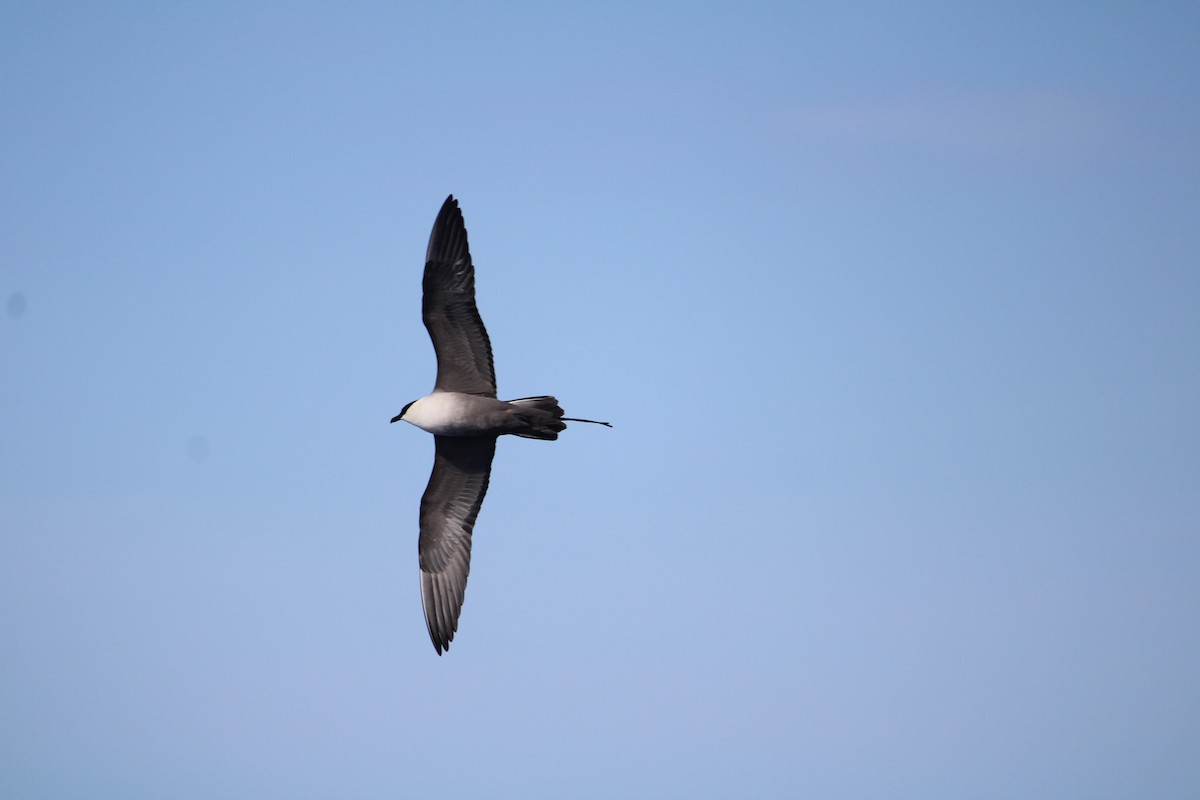Long-tailed Jaeger - ML614304193
