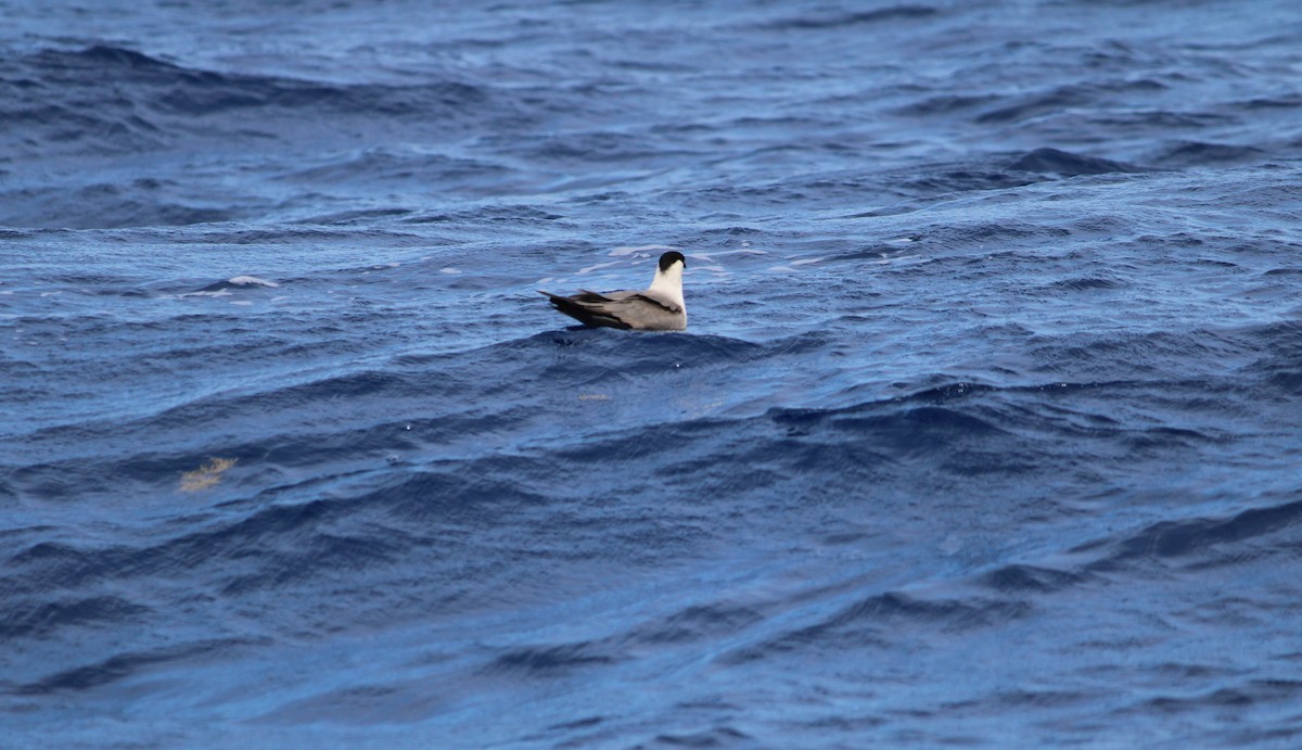 Long-tailed Jaeger - ML614304237