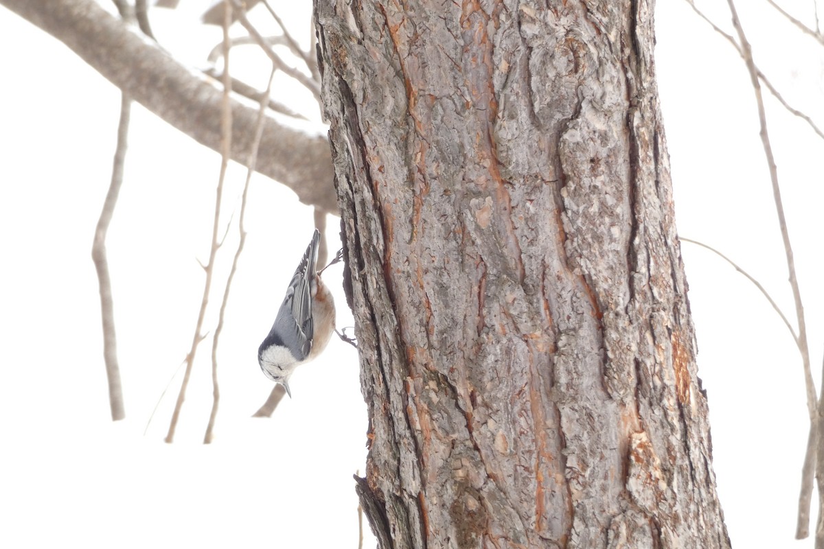 White-breasted Nuthatch - ML614304238