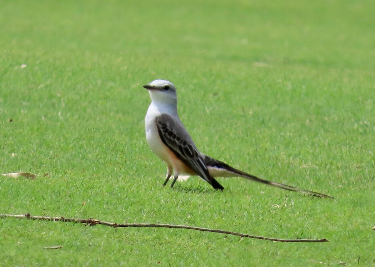 Scissor-tailed Flycatcher - ML614304262