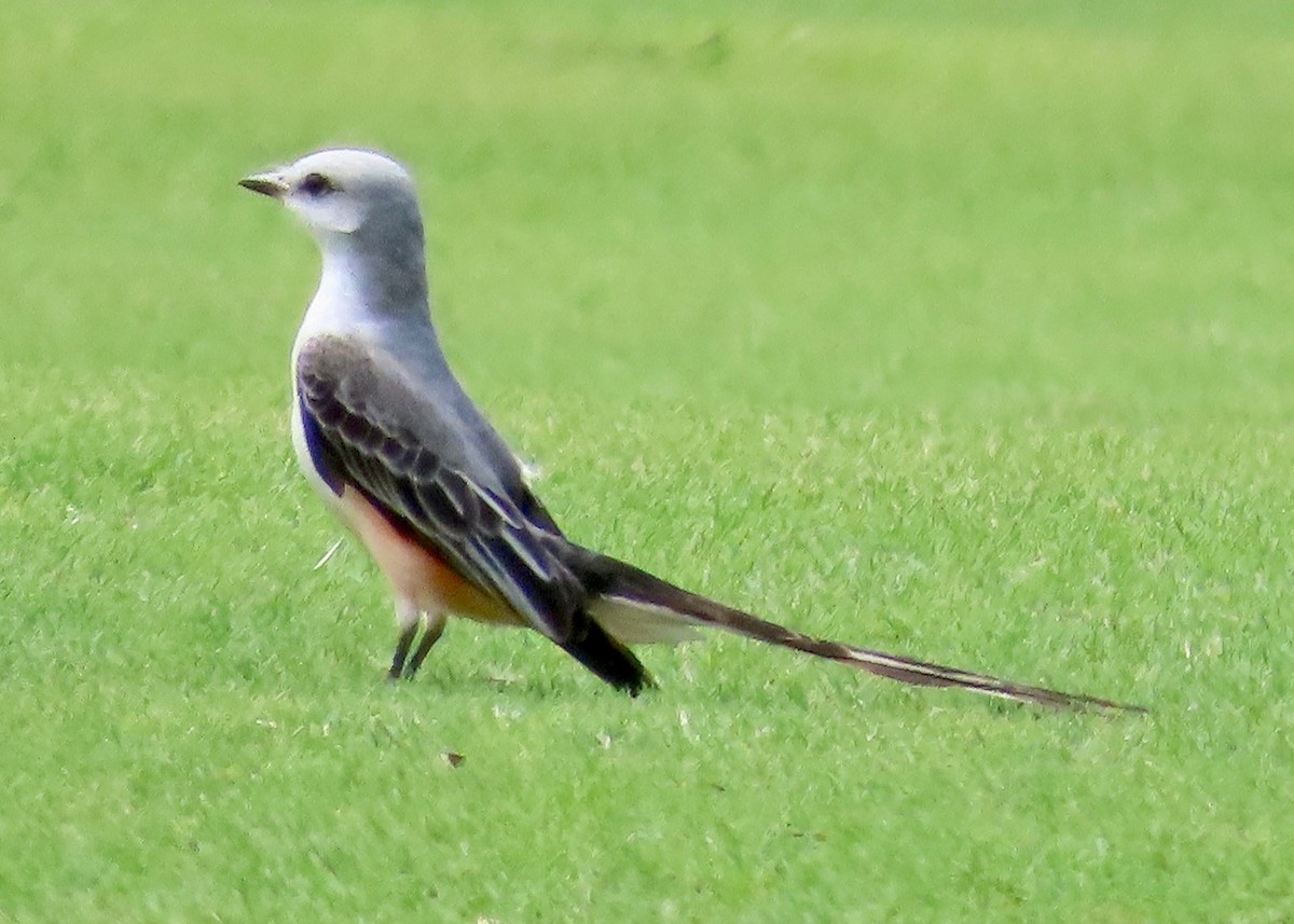 Scissor-tailed Flycatcher - ML614304263