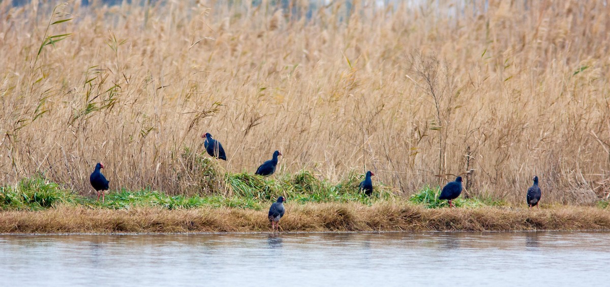 Western Swamphen - Anonymous