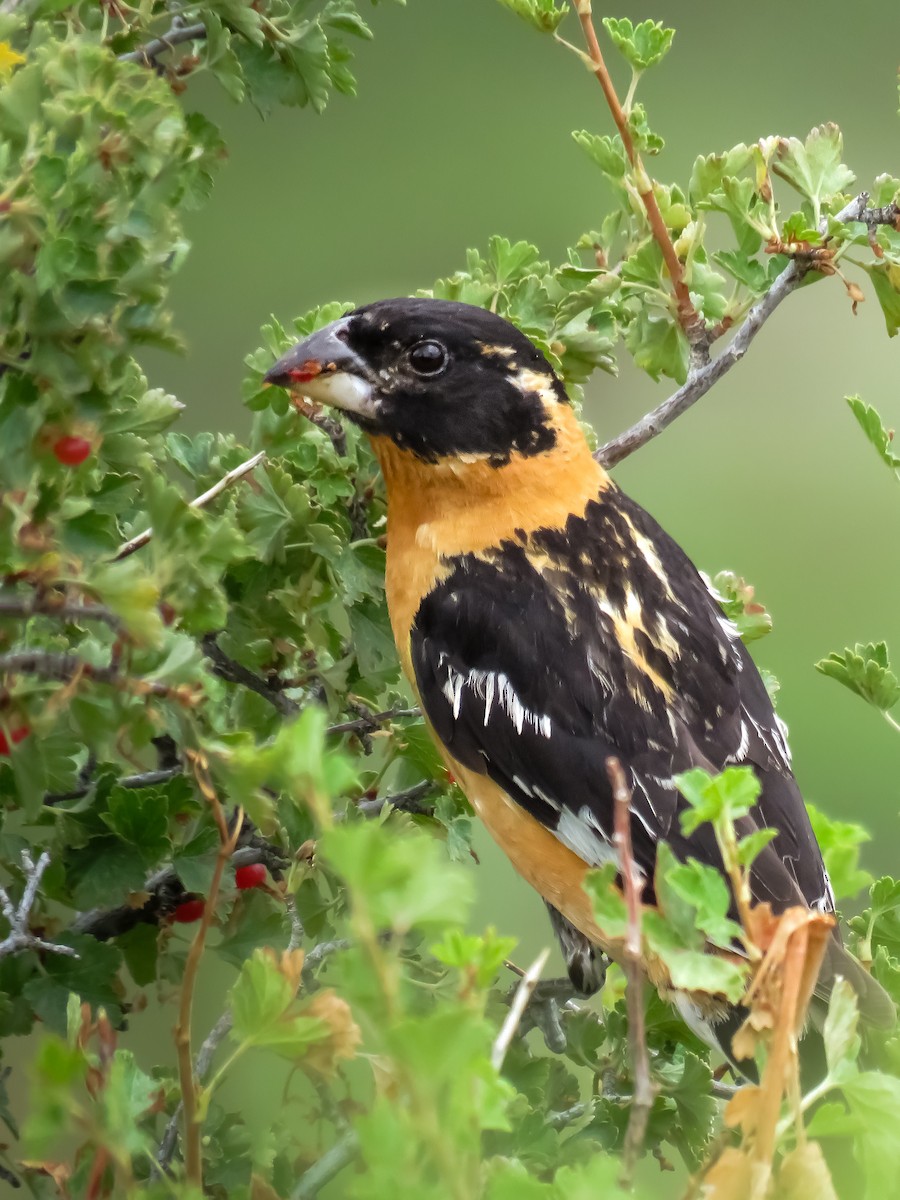 Black-headed Grosbeak - Dave Read