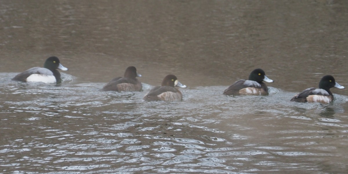 Greater Scaup - ML614304375