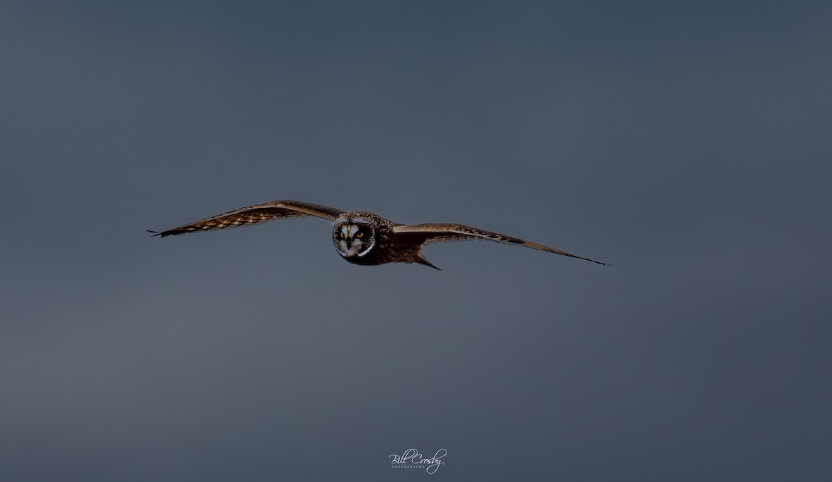 Short-eared Owl - ML614304428