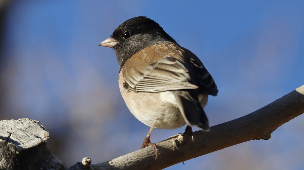 Dark-eyed Junco - ML614304429