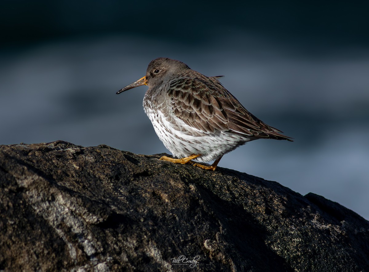 Purple Sandpiper - ML614304444