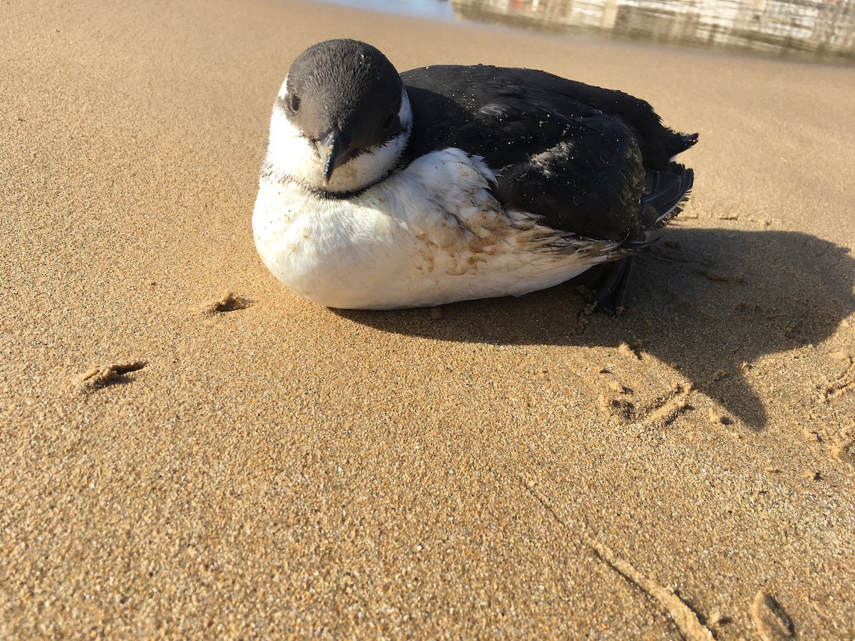 Common Murre - Jon Mugica