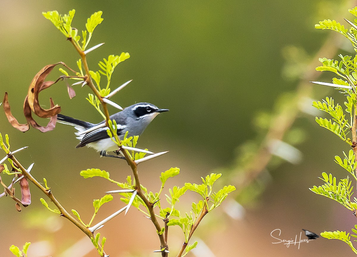 Fairy Flycatcher - Sergio Hoces lucena