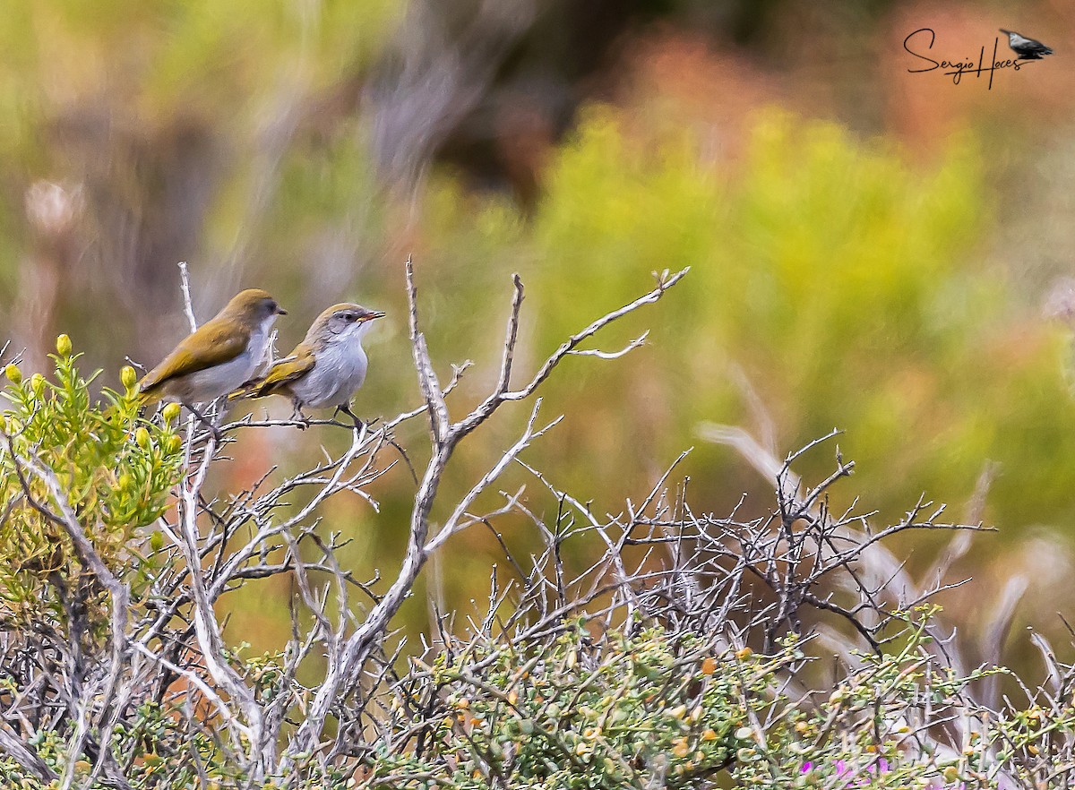 Yellow-rumped Eremomela - ML614304775