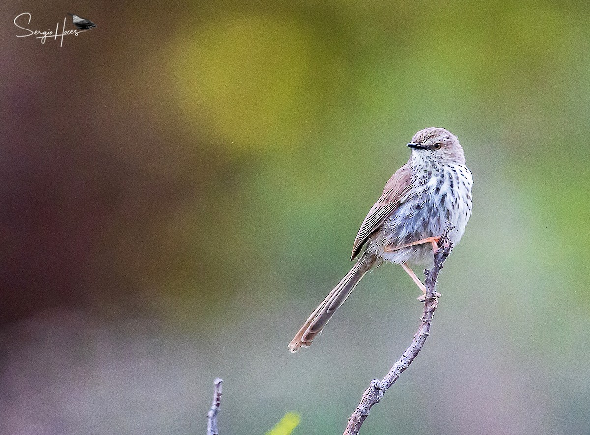 Karoo Prinia - ML614304803