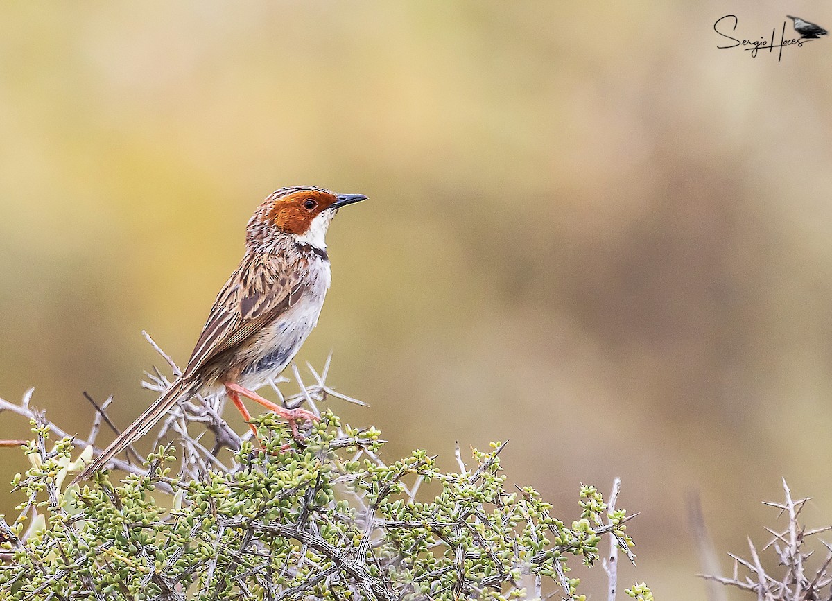 Rufous-eared Warbler - ML614304832