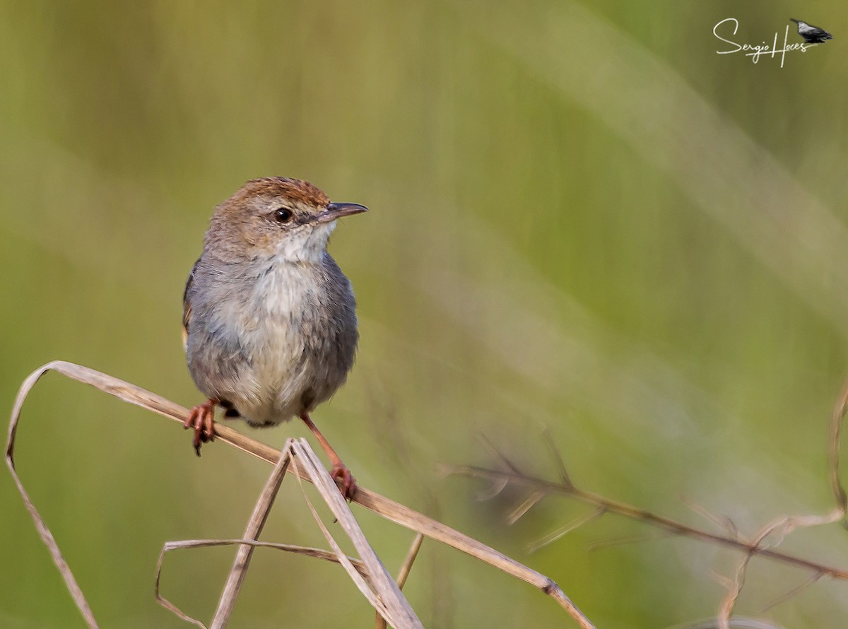 Levaillant's Cisticola - ML614304868